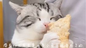 短剧纪总大佬夫人下山了（92集）崔秀子_纪总的猫笔趣阁